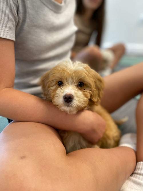 Yoga with Puppies