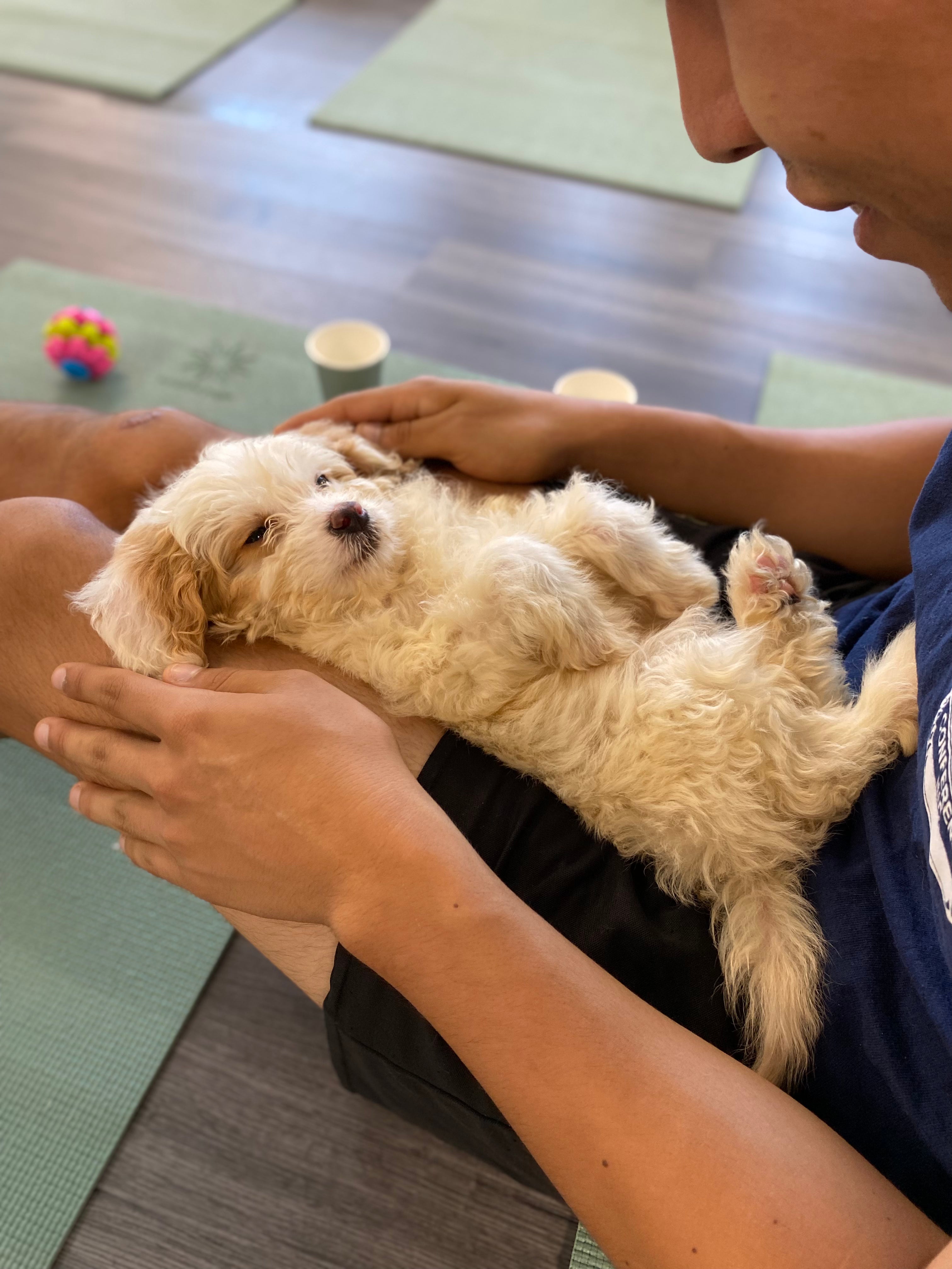 Yoga with Puppies